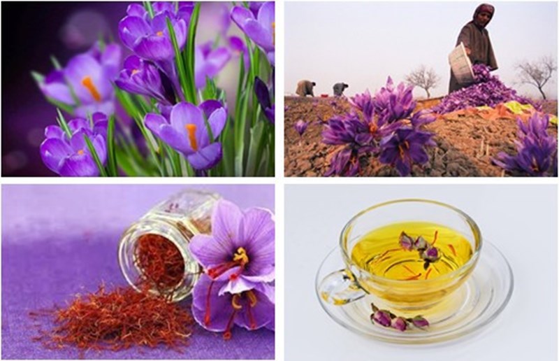 nhụy hoa nghệ tây saffron iran bahraman